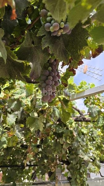 Foto 6c1d1be2-e52c-4312-89eb-dc49ae2ed519. Casa aparellada amb calefacció a Moncada