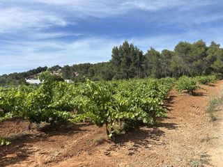 Finca rústica  Lugar port de sant miquel