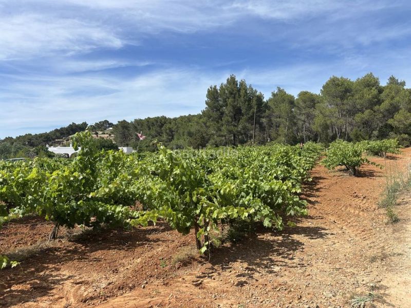 Foto 069fb2c5-9c69-4768-b722-d2212a361d54. Finca rústica a Sant Joan de Labritja