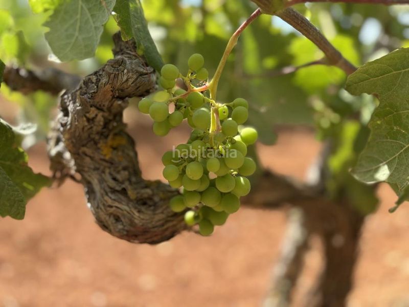Foto 6d485854-249c-41ea-b6c1-0be7ff84ed85. Finca rústica a Sant Joan de Labritja
