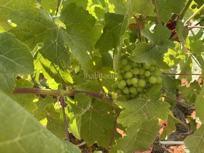 Foto 723d2a8a-f169-4c07-93e9-64178cc85297. Finca rústica a Sant Joan de Labritja