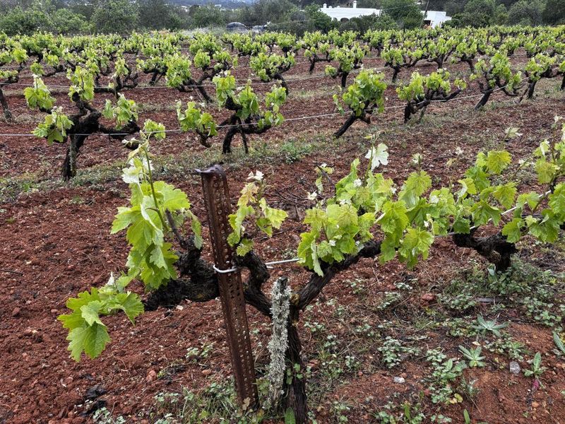 Foto b024972e-f2d9-4d2c-8343-7d28dc366d88. Finca rústica a Sant Joan de Labritja