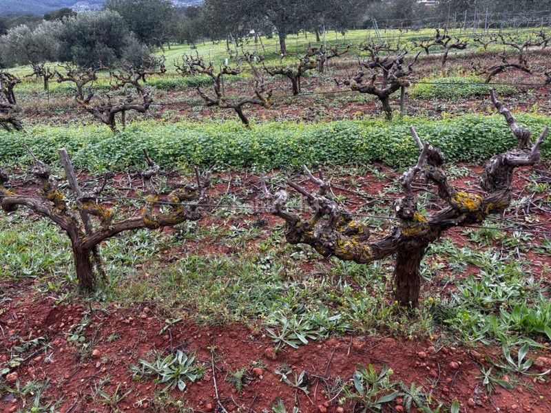 Foto ed556a5d-091e-442e-be3c-794402731bd4. Finca rústica a Sant Joan de Labritja