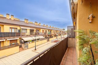 Flat  C. anchuelo