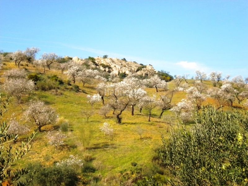 Foto 5173951c-d792-4067-964a-5e9afeba0b07. Finca rústica a Sexmo Cártama