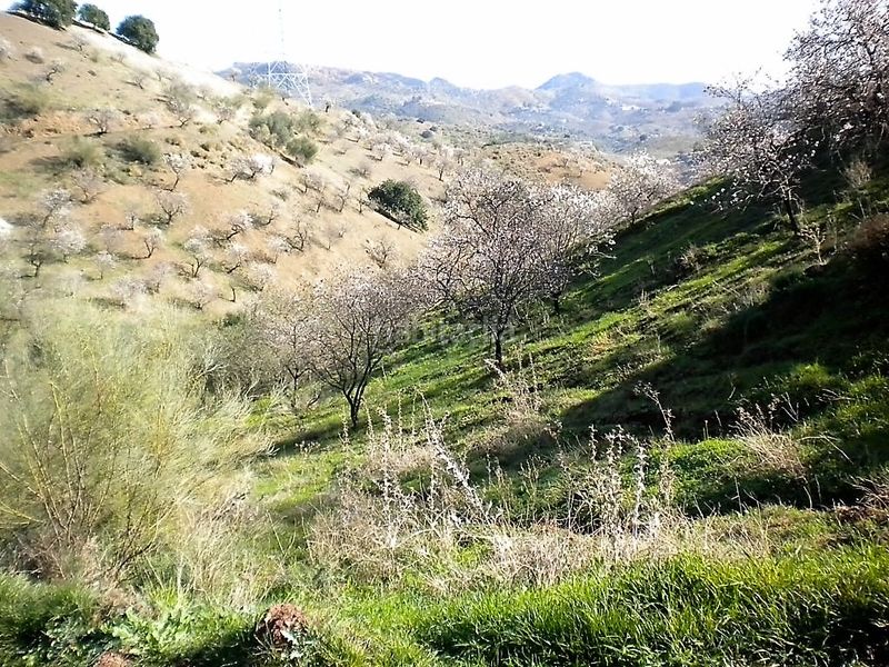 Foto 6ad82637-e5ca-4cd0-bdbd-51a5453e196e. Finca rústica a Sexmo Cártama