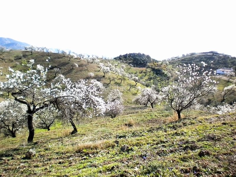 Foto bed655b0-aa2e-49c4-9f8b-97157dff5205. Finca rústica a Sexmo Cártama