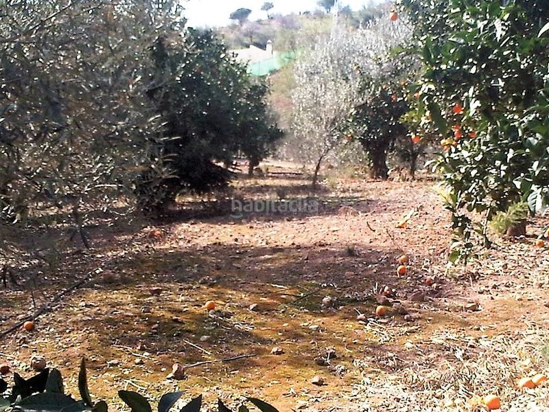 Foto fe55d220-fecb-412b-9e2d-588fcfccb3b4. Finca rústica a Sexmo Cártama