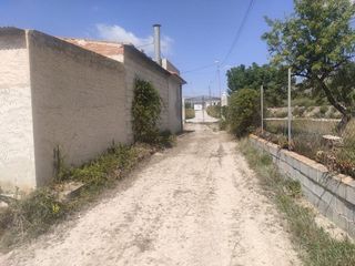 Casale  Diseminado barinas