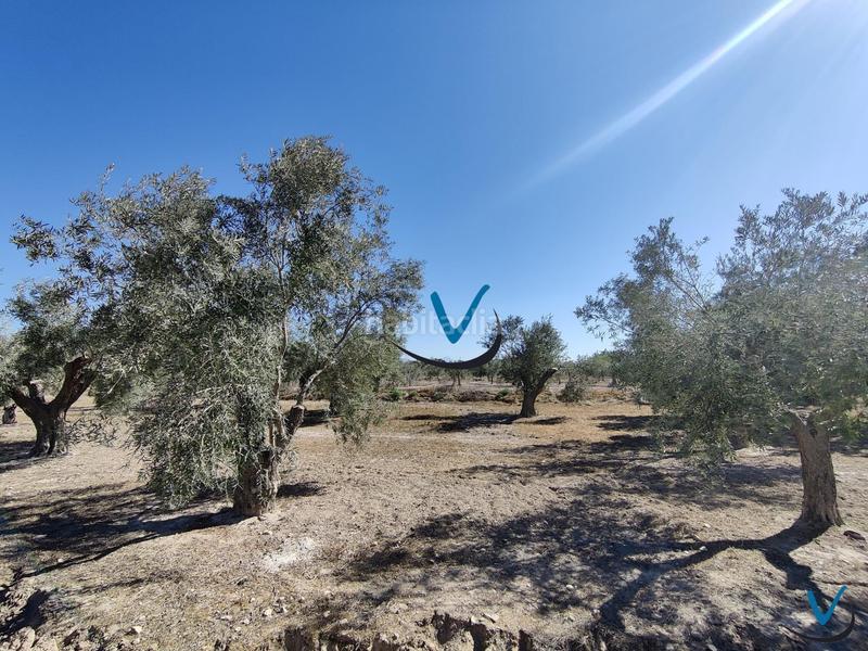Foto e09a7c24-5e31-4194-b0c2-ddca32321d67. Finca rústica a Sol y Luz Sant Vicent del Raspeig