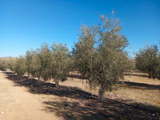 Finca rústica en Ventas de Huelma Finca rústica en Ventas de Huelma