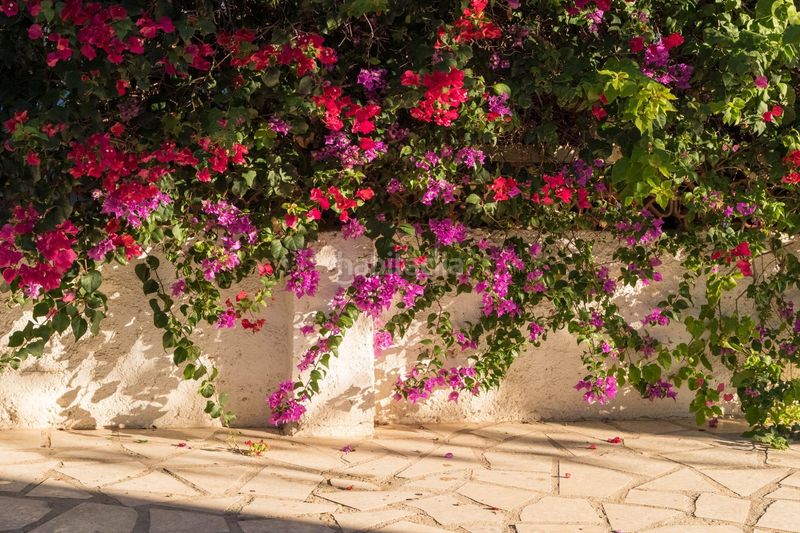 Foto 41901553-aa82-46c9-a1a7-e5c57db1160f. Casa aparellada amb aparcament piscina a L´Albir Alfàs del Pi (l´)