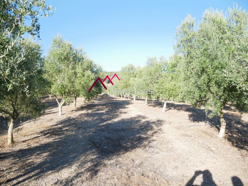 Foto f01d123b-085d-4fde-80e6-e858340914cf. Terreny residencial a Prado del Rey