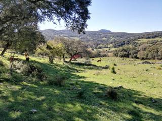Terreny residencial a Cortes de la Frontera. Venta finca rústica cortes de la fra.