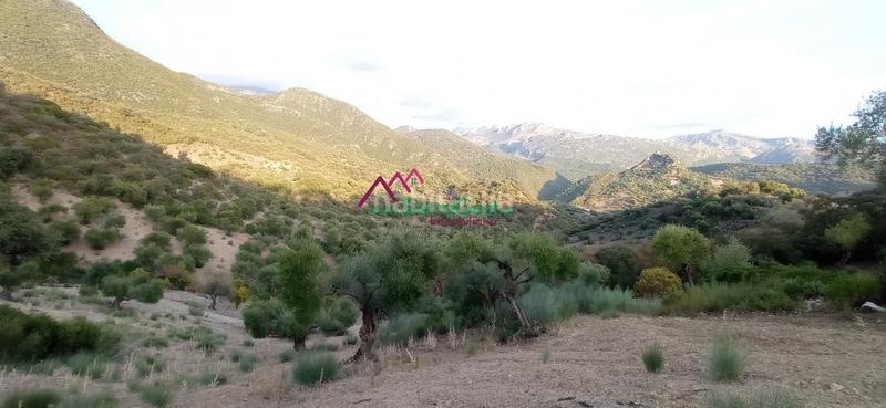 Foto 381b863f-0585-49ac-9763-fa8db4702bb1. Wohngrundstück in Benaocaz