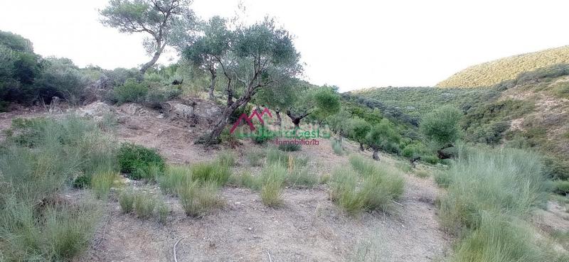 Foto c6aa9e0b-c642-47bc-b6d6-82d6b76c5f2a. Wohngrundstück in Benaocaz