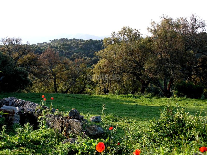 Foto c0c30c0d-5439-4fa7-97c7-1ffc233d4fe9. Terreny residencial a Cortes de la Frontera