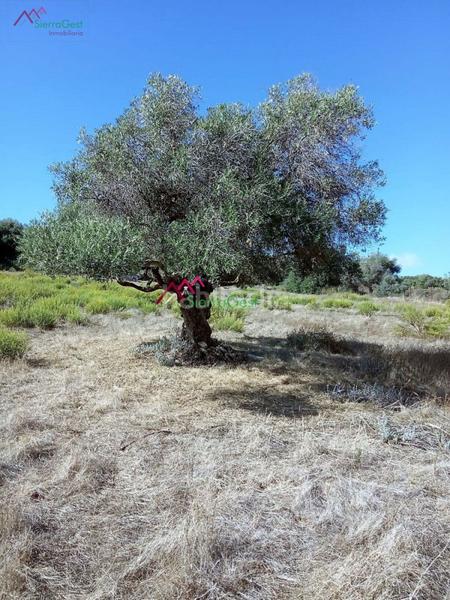 Foto f910604e-d0fc-40fc-9cad-a8e5521338b6. Terreny residencial a Arcos de la Frontera