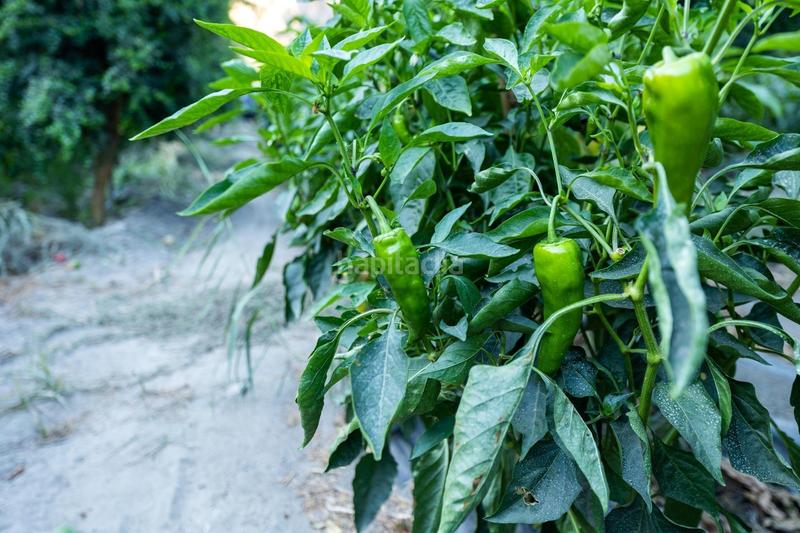 Foto dfe5c5a0-7e9a-4492-9ec5-fd26fda437d1. Finca rústica paraiso tropical en velez de benaudalla en Vélez de Benaudalla