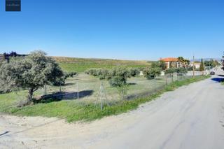 Propriété  Avenida san javier. Terreno las gabias de secano 5.000 m2 con 50 olivos