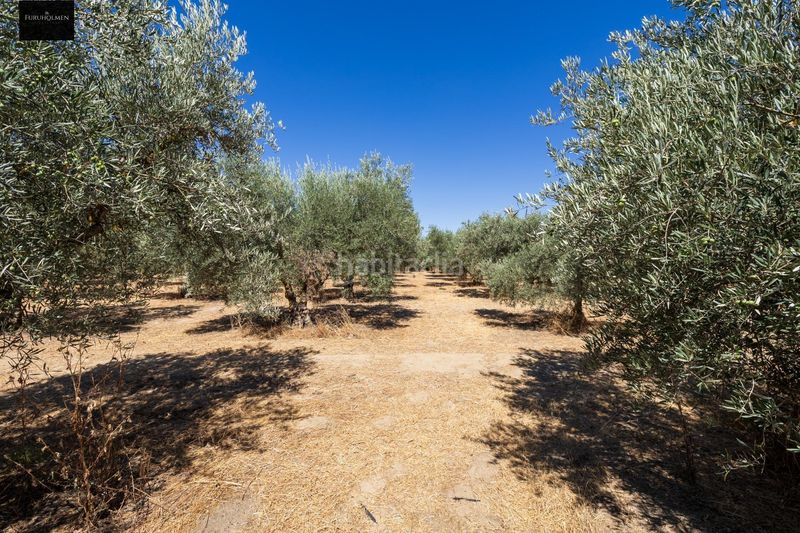 Foto 56fe6f40-a512-4f81-b7c3-49032c4a5468. Finca rústica a Villa de Otura
