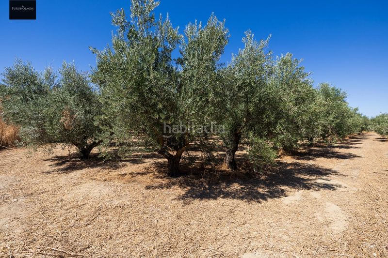 Foto a9499345-aec2-446b-a9b0-c2d92cf92211. Finca rústica a Villa de Otura