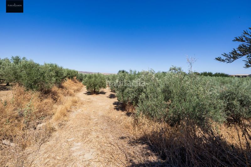 Foto bce18f8e-3e42-4ea0-82e6-31a851ce7c97. Finca rústica a Villa de Otura