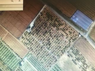 Finca rústica en Pol.8 parcela183. pou ibaaez,. Finca rustica de naranjos en plena produccion