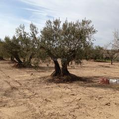 Finca rústica a Carrer del centre 6. Libre de arrendatarios y ocupantes