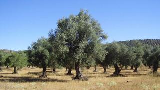 Finca rústica a Avenida circunvalación 109. Finca de olivos en zalamea de la serena