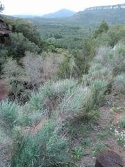 Rural plot in Avinguda doctor josep anton sagarra 48. Terreny no urbanitzable amb molts pins.
