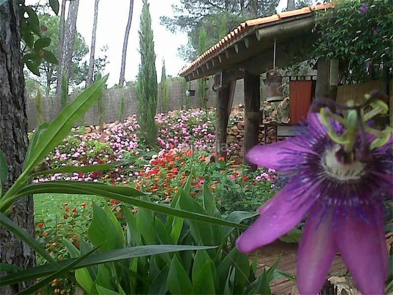 Foto eda02bf0-a3cb-4b9b-bb31-29fafa1d7a3d. Haus in paraje pinar de hierro 2 in Calañas
