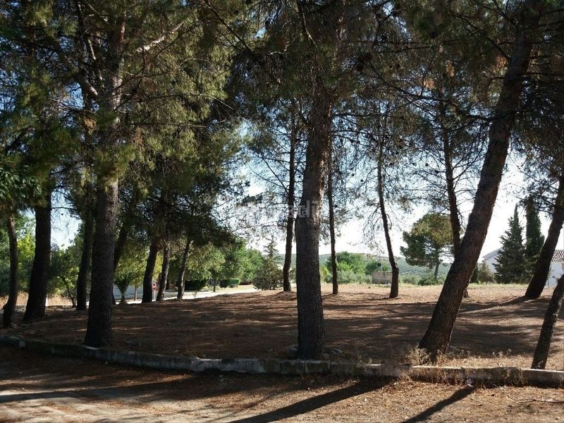 Foto e5158728-afd4-41e5-a331-07864e214888. Terreny residencial a avenida aceituneros 7 a Martos