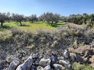 Finca rústica a Diseminado poligono 10 12b. Campo con riego por goteo y muy cuidado, en anna.