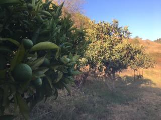 Finca rústica a Diseminado poligono 14 28. Parcela a 2km de la playa