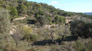 Finca rústica a Carrer de l'església 35. Preciosa finca 12.000m