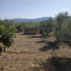 Finca rústica a Carrer de la muntanya 1. Finca rustica de olivos en producción