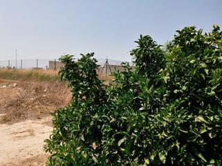 Finca rústica a Calle fentina 5. Huerto de naranja en plena producción