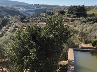Terreny residencial a Calle cuevas de la sombra 6. Olivar, casa ,nave ,pisc.en setenil de las bodegas