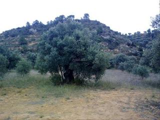 Finca rústica a Afores 40. Tierra para montar un negocio