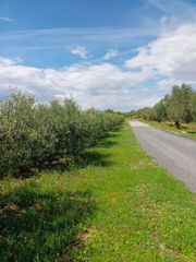 Fondo rustico in Carrer moli del mig, 56. Se vende finca rústica