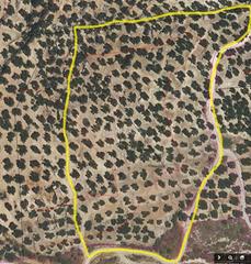 Finca rústica a Calle del zurradero 38. Se vende parcela de olivos en jaen