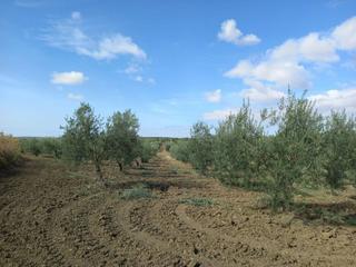 Propriété à Camino fuente archena 4. Finca rústica olivar en albaida del aljarafe