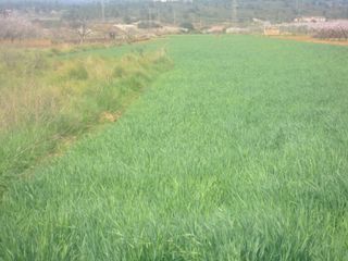 Finca rústica en Carretera vall d. Terreno rustico en villafames