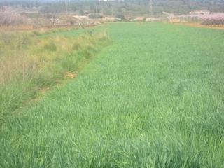 Finca rústica a Carrer colsets 375. Terreno rustico en villafames