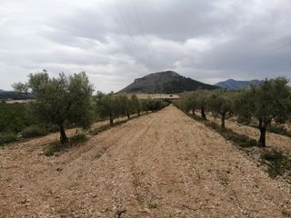 Planta baja en Polígono rk la romaneta,. Terreno (olivos) de 4.800m a goteo