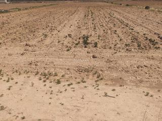 Terrain résidentiel à Calle pelayo 26. Se vende parcela en pinoso