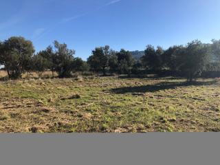 Finca rústica a Carrer del canonge sendra pastor 47. Muy vuen solar