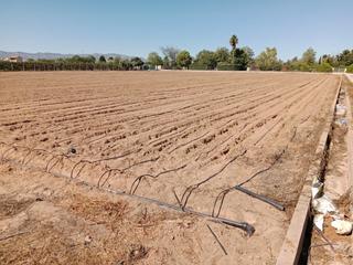 Finca rústica a Plaça poligono 24 140. Campo kakis 10,25 han. guadassuar evols-ciscars