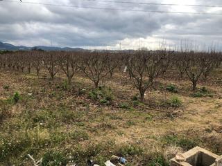 Terreny residencial a Ronda d'alzira 52. Campo agrícola de 11,634 metros cuadrados